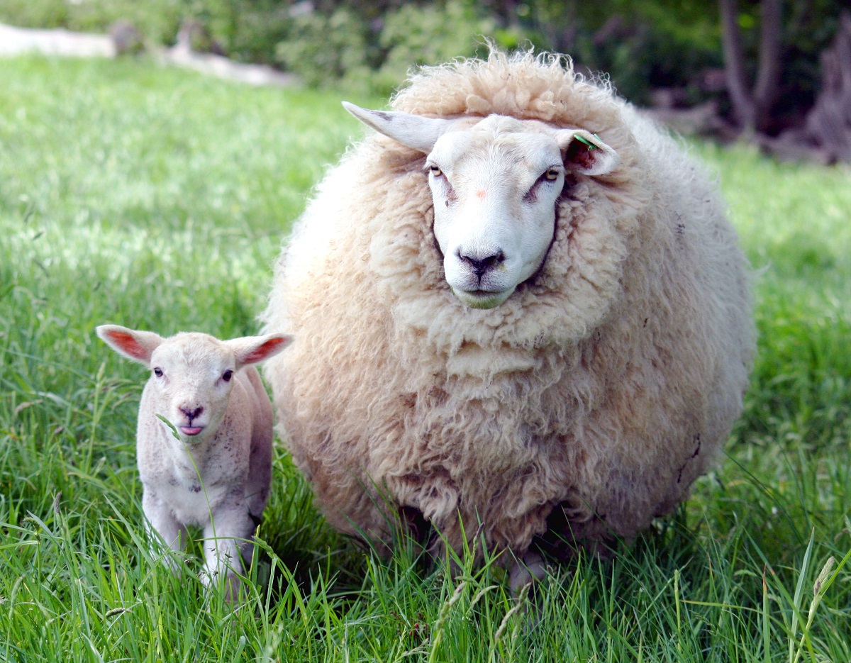 купить одеяло овечья шерсть в москве дешево